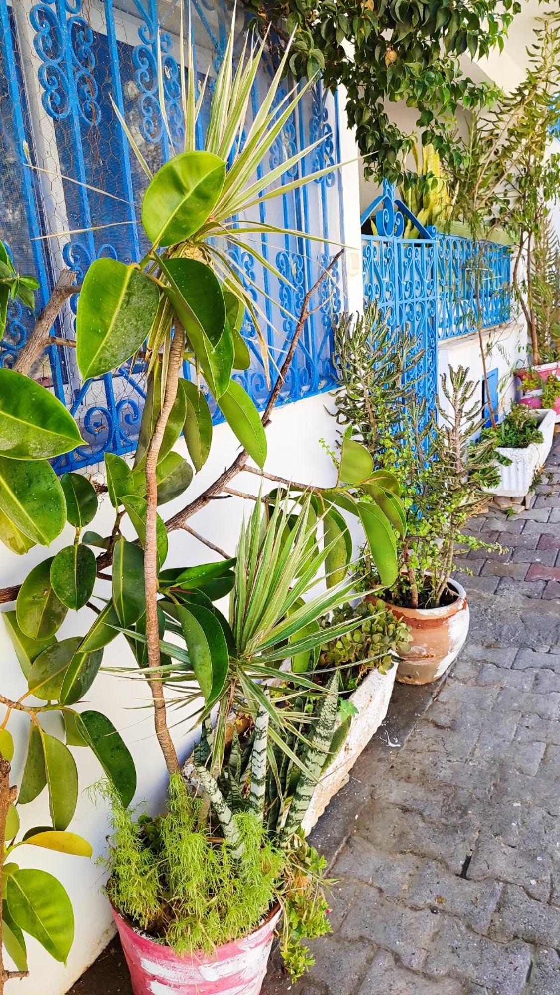 Cosy Appartement In "Sidi Bou Said" Luaran gambar